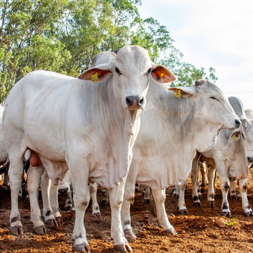 bovino-de-corte bovino-de-corte