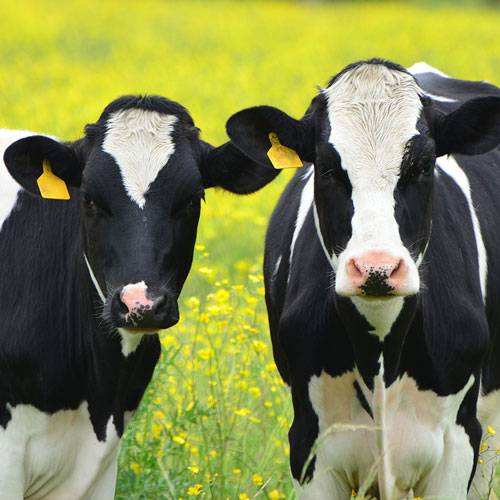 bovino-de-leite bovino-de-leite