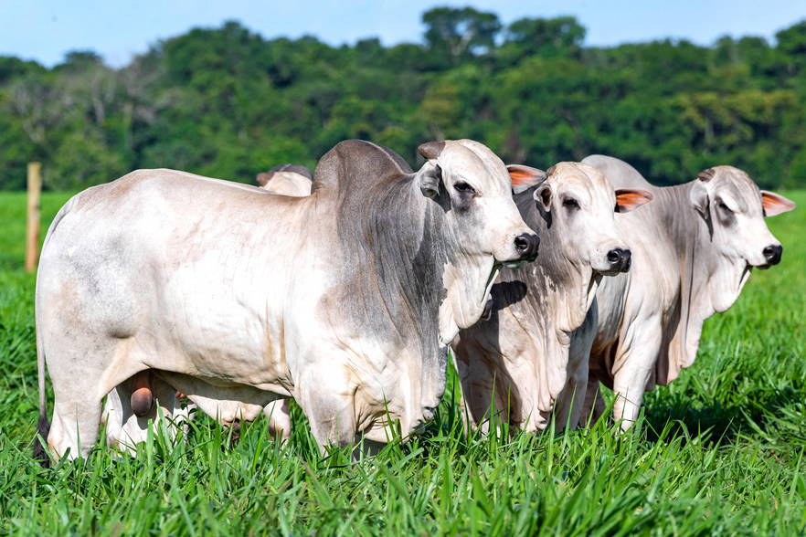 Soluções para bovinos a Pasto
