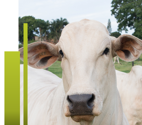 beneficios da desmama precoce beneficios da desmama precoce