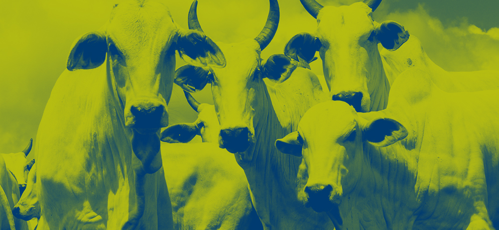 banner-desmama-precoce