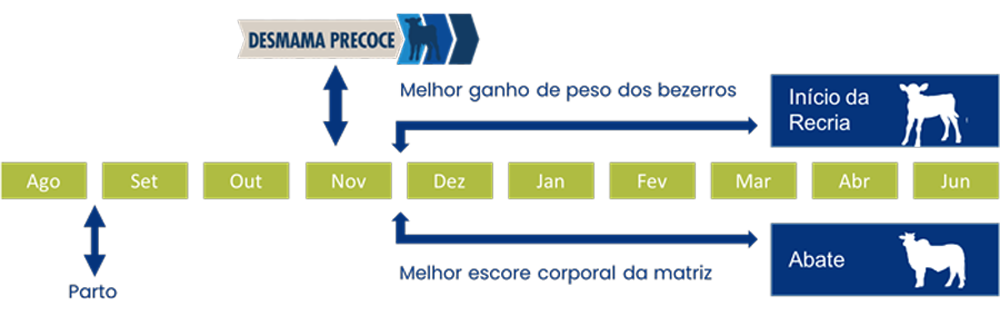 novilhas-f1 novilhas-f1
