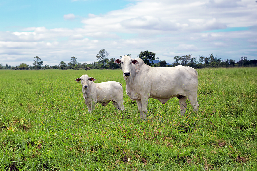 Soluções para a Cria