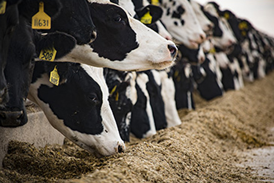 Núcleos TNMilk