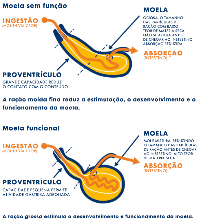 ração-frango ração-frango