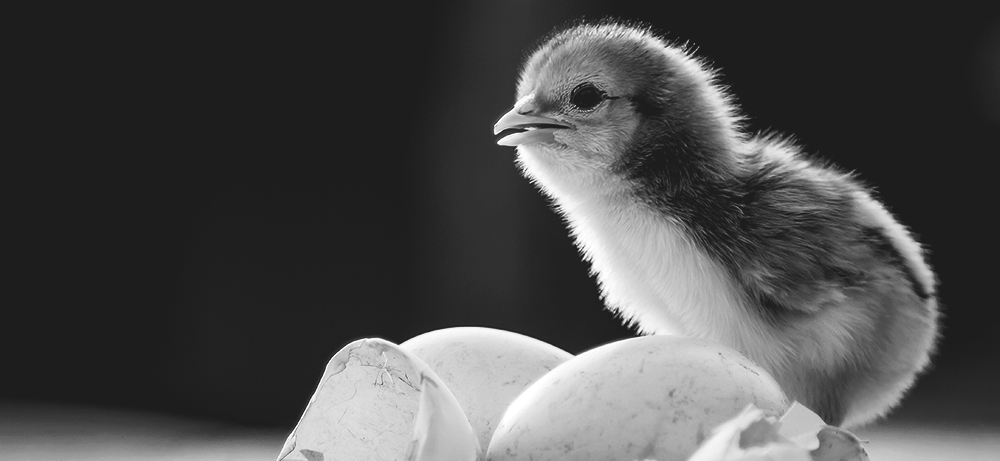 Split Feeding Broiler Breeders