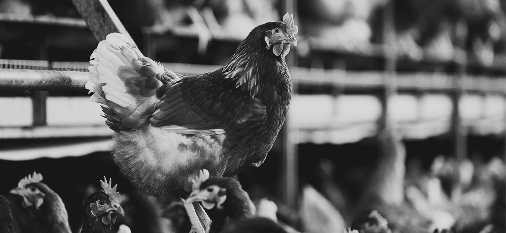 Split Feeding Split Feeding