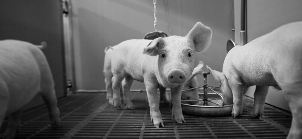 swine-model