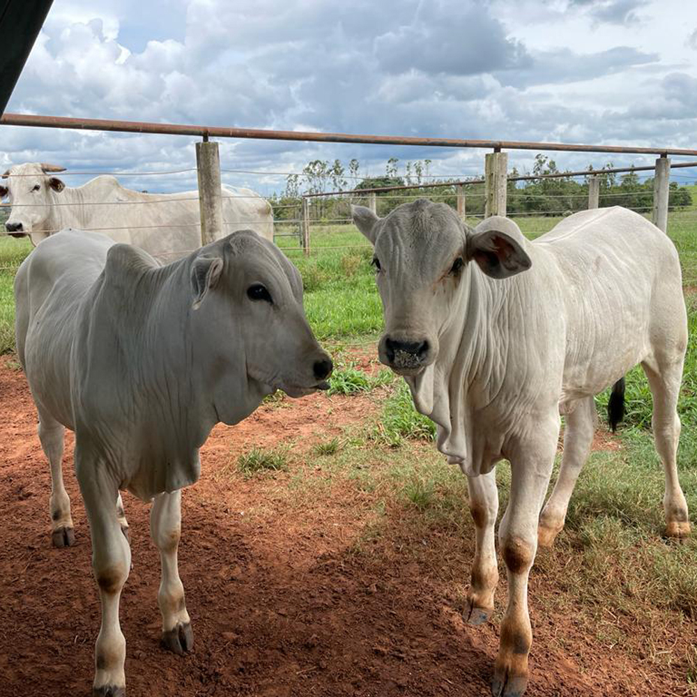 Pesquisa quer determinar estratégia nutricional mais eficiente após o uso de creep-feeding